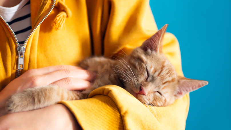 Cat sleeping in the owner's arms 