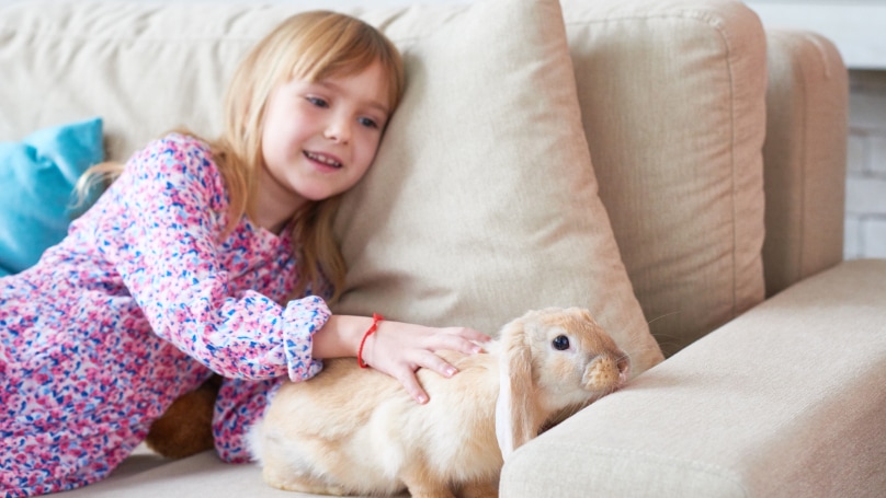 A young blonde girl strokes her pet rabbit on a sofa