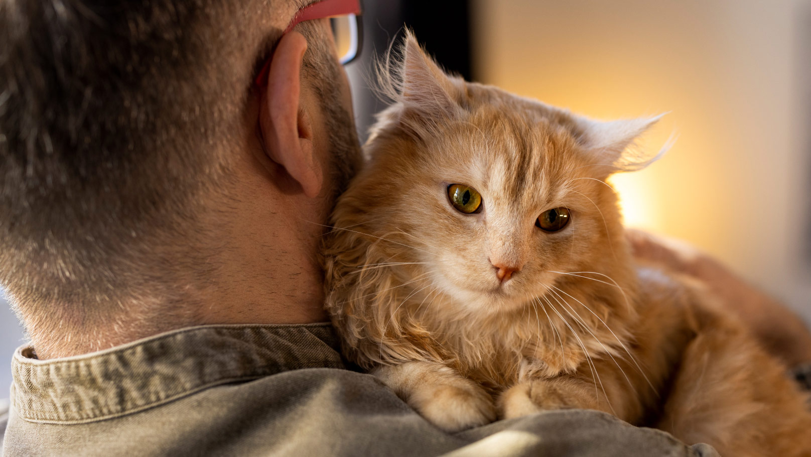 Cat being held by the carer's shoulder