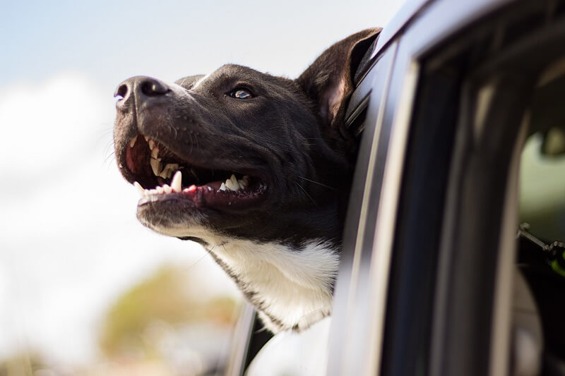 Dog leaning out of car window